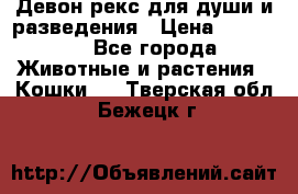 Девон рекс для души и разведения › Цена ­ 20 000 - Все города Животные и растения » Кошки   . Тверская обл.,Бежецк г.